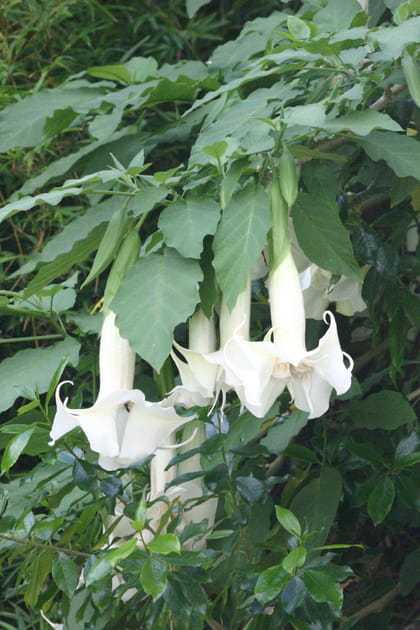 Le datura ou &quot;trompette des anges&quot;