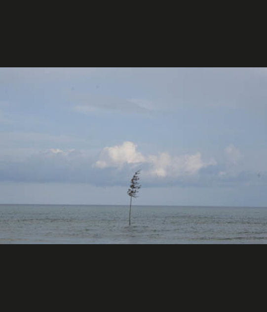 Arbre flottant