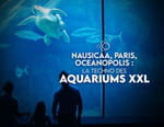 La techno des aquariums XXL