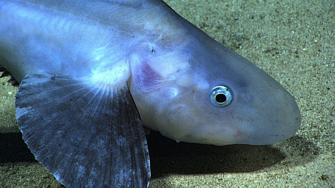 Jellynose fish