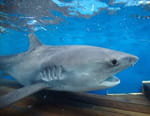 Les hommes-requins