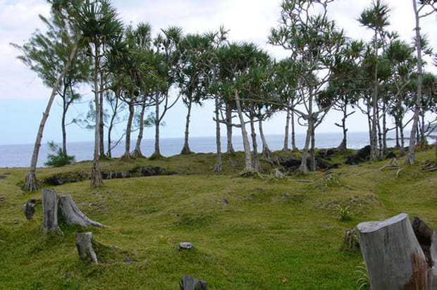 Etrange alignement de vacoas