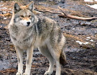 Indonésie sauvage : Au coeur des Appalaches