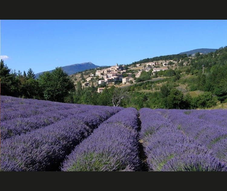 Aurel dans la lavande