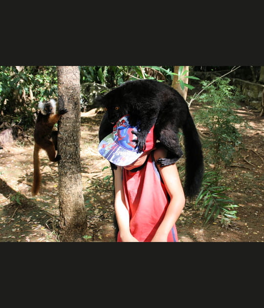 Singe pickpocket