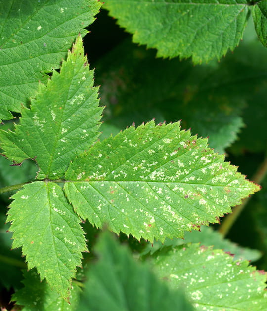 Les acariens, qui font mourir vos plantes