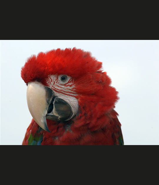 Ara rouge
