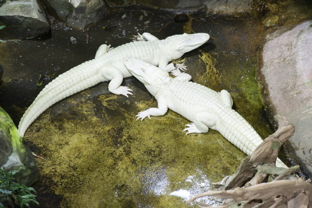 A la découverte des fascinants alligators albinos à l'Aquarium Tropical de la Porte Dorée à Paris