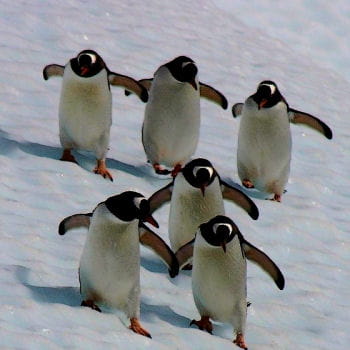 colonie de manchots de la mer de weddell en antarctique
