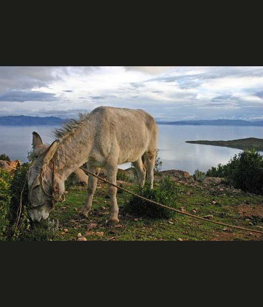 Ane devant lac Titicaca