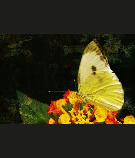 Papillon