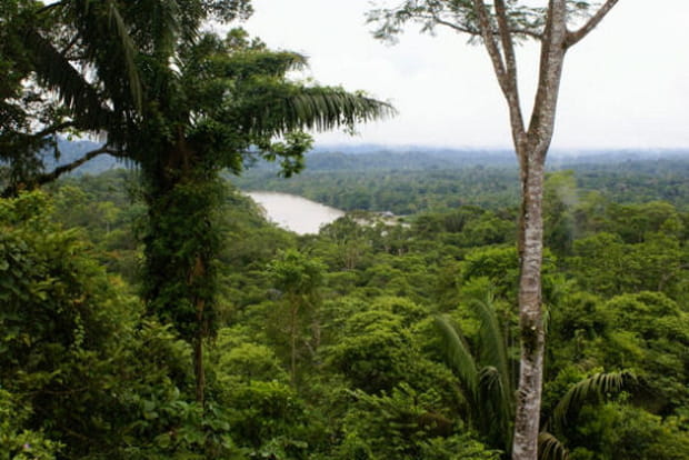 Dans la forêt tropicale d'Amazonie