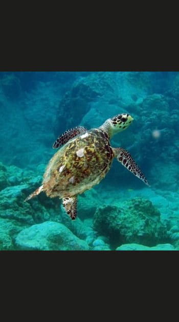 A Mayotte, voir na&icirc;tre les tortues de mer