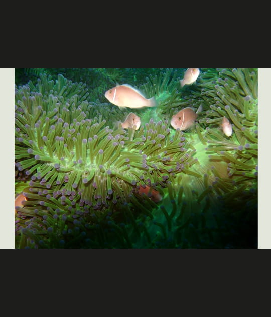 An&eacute;mone de mer