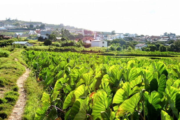 Chemin à travers rizières et plantations
