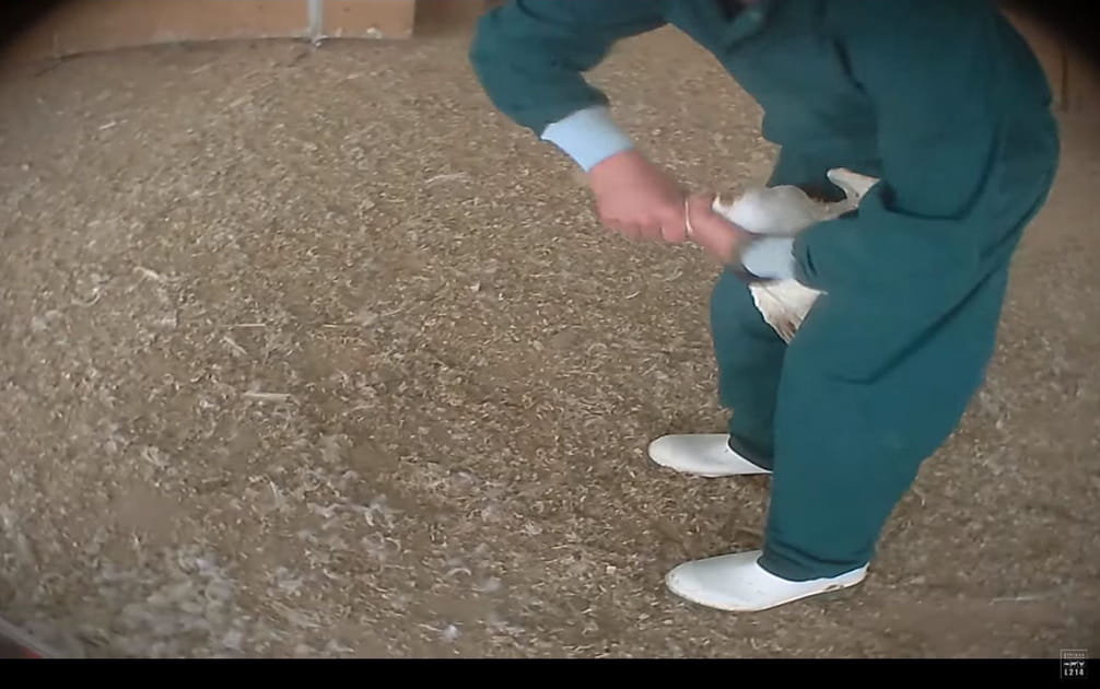 Des canes infect&eacute;es auxquelles on tord le cou