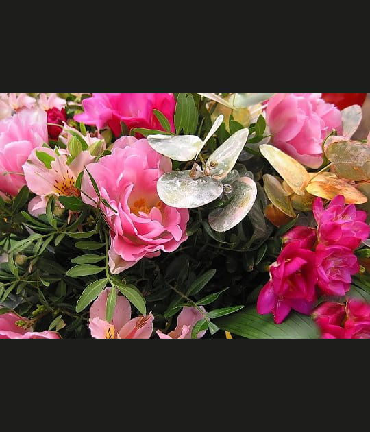 Cama&iuml;eux de roses
