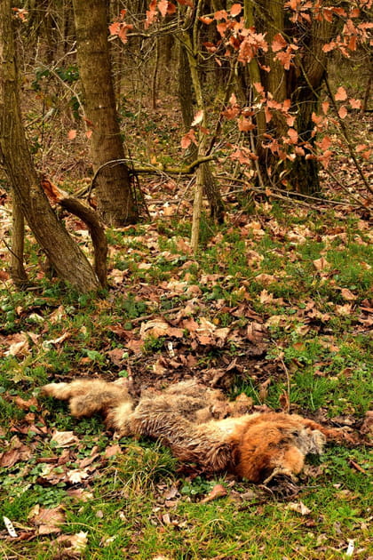 Mettre des pi&egrave;ges pour attraper et tuer les animaux, c'est l&eacute;gal