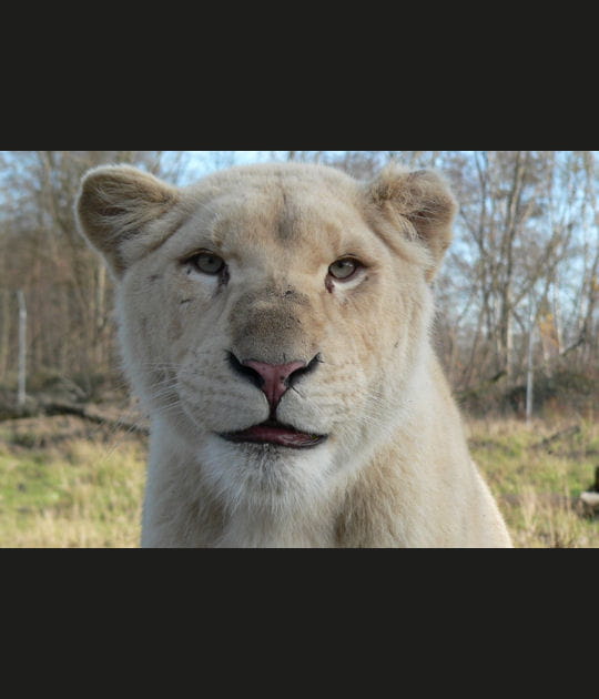 Le lion blanc