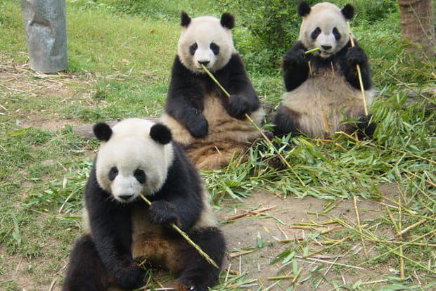 Le panda géant, symbole de paix