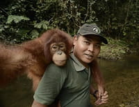 A l'école de la vie sauvage : Les orangs-outans