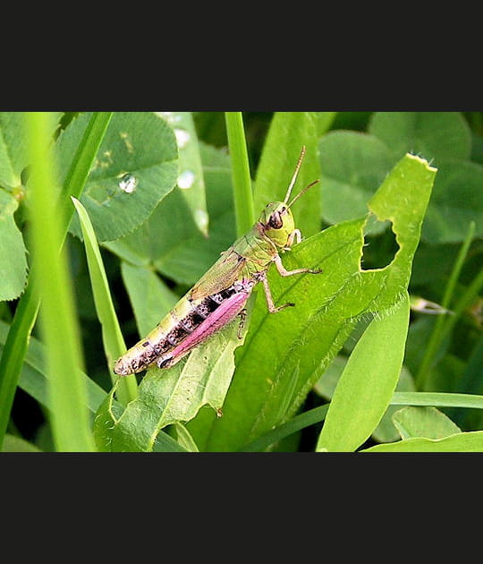 La bondissante sauterelle