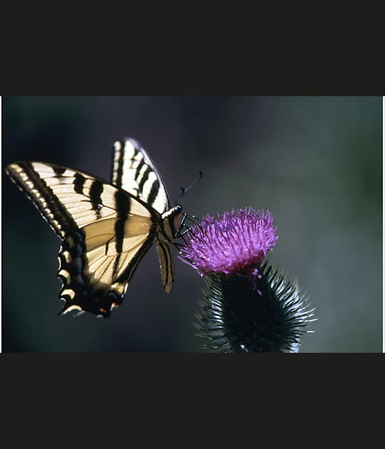 Machaon