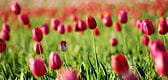 tulipes