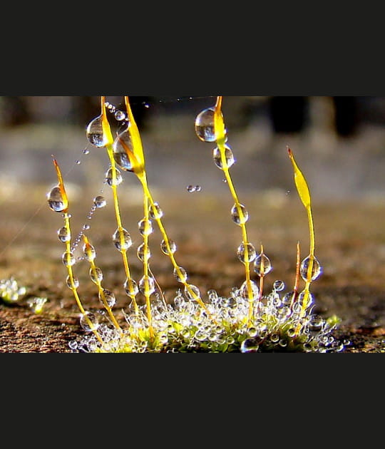L'eau dans la mousse