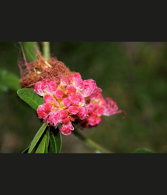 Floraison