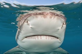 C'est la nouvelle capitale des requins&nbsp;: &quot;Il n'y a pas beaucoup d'endroits au monde o&ugrave; on peut les voir d'aussi pr&egrave;s&quot;