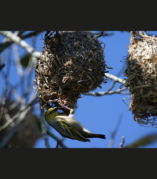 Oiseau bellier