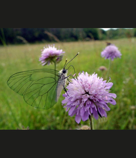 Coup de coeur Papillon #3
