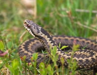 Tueurs nés : Serpents