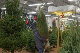 Ni trop t&ocirc;t ni trop tard&nbsp;: quand acheter un vrai sapin pour qu'il tienne jusqu'au r&eacute;veillon&nbsp;?