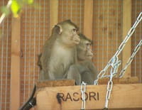 La Tanière, le zoo-refuge de l'espoir