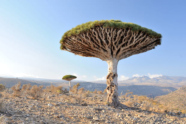 L’île de Socotra et ses arbres magiques