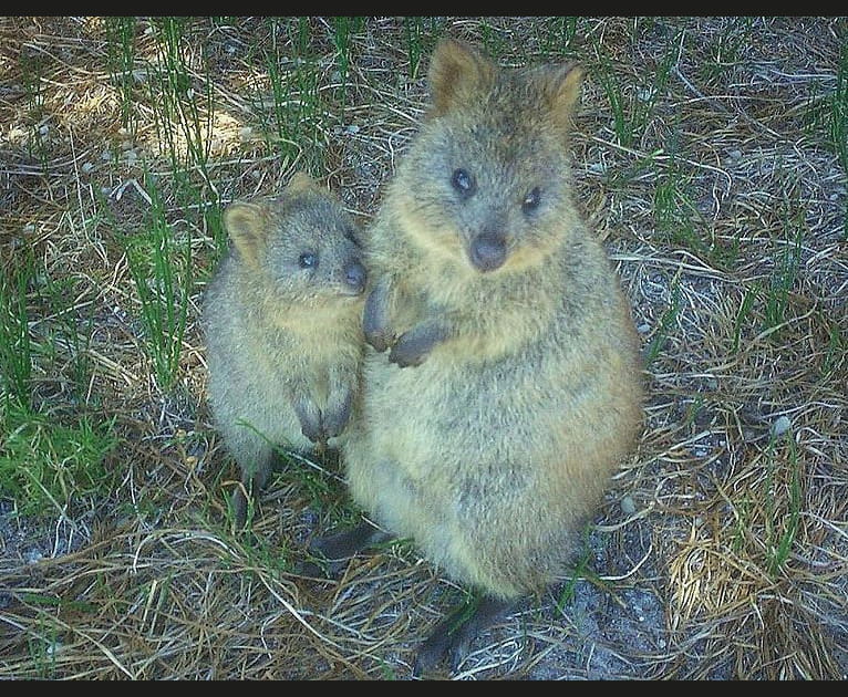 Le Quokka, boule de poils joyeuse