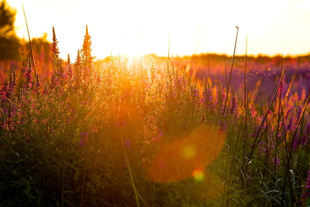 Les champs de fleurs de l'Ontario