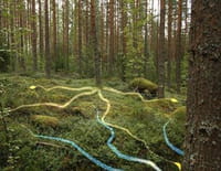 Les secrets de la forêt boréale
