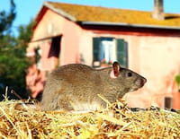 Chroniques sauvages : Une journée à la ferme