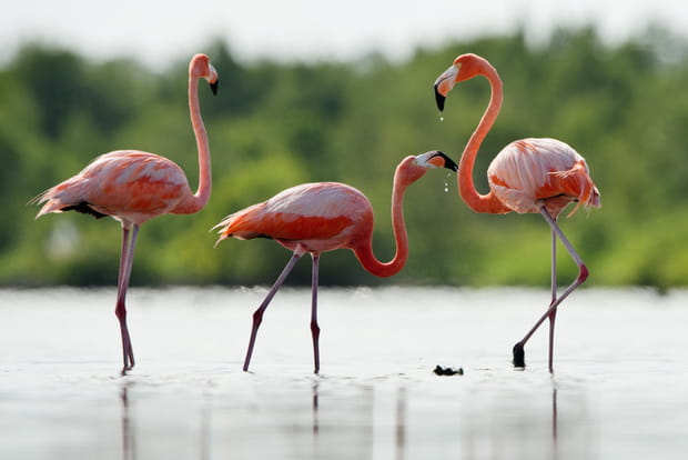 Balades ornithologiques
