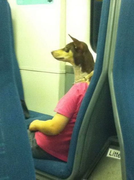 Quand les chiens prennent le m&eacute;tro