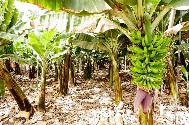 Ecofinca Platanológico