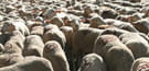 moutons