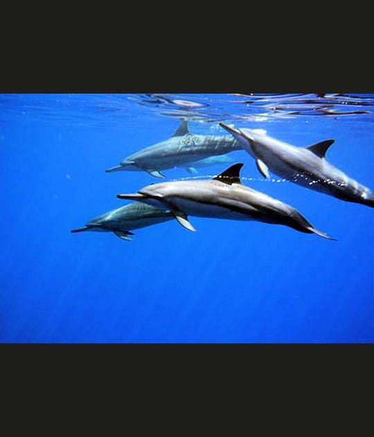 Dauphins &agrave; Maupiti