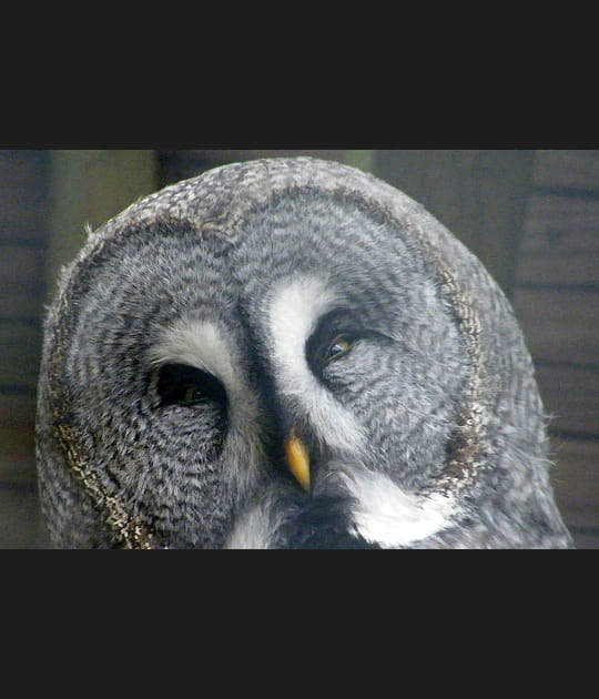 Une chouette tr&egrave;s photog&eacute;nique