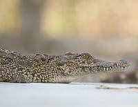 Yo soy croco libre