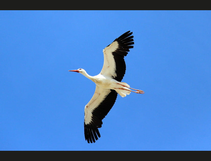 La cigogne blanche en Alsace