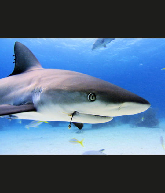 Une esp&egrave;ce &agrave; prot&eacute;ger imm&eacute;diatement